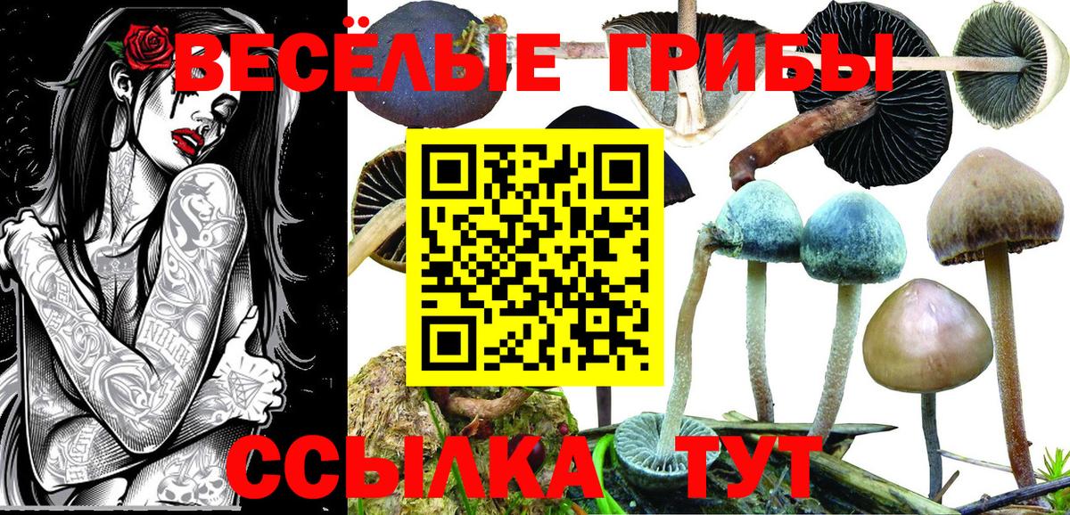 Геленджик  Галлюциногенные грибы GOLDEN TEACHER  Вход с VPN 